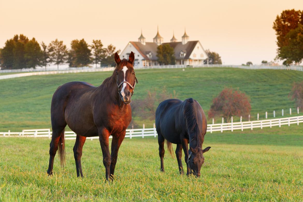 what-is-included-in-leasing-a-horse-diy-seattle